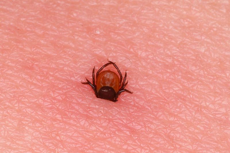Ixodes_ricinus_D5038_Z_90_Les Gris_Frankrijk.jpg